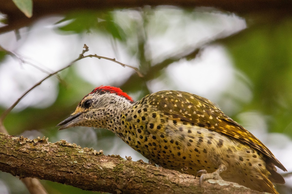 Green-backed Woodpecker - ML299927811