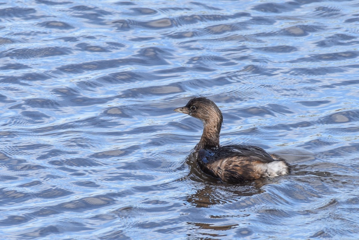 Pied-billed Grebe - ML299927911