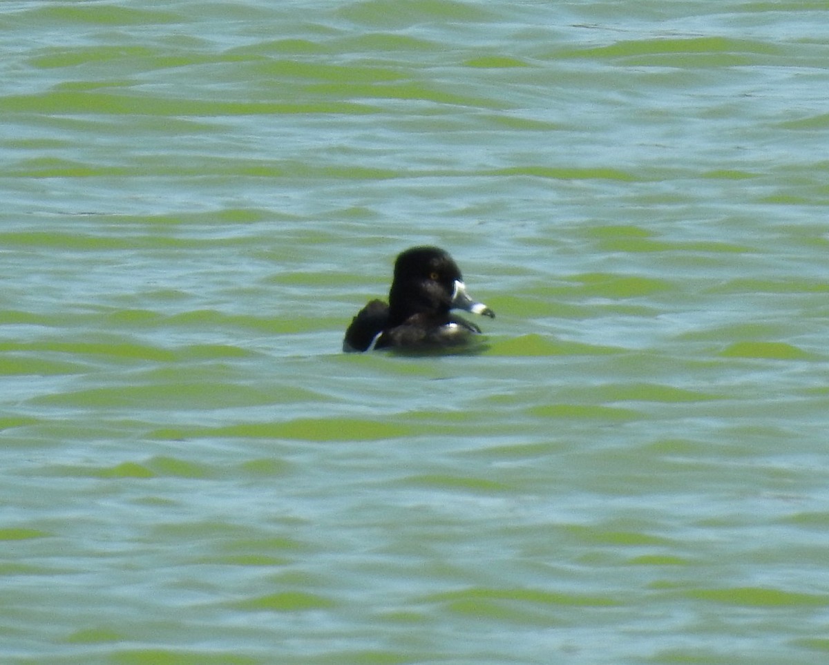 Ring-necked Duck - ML299930821