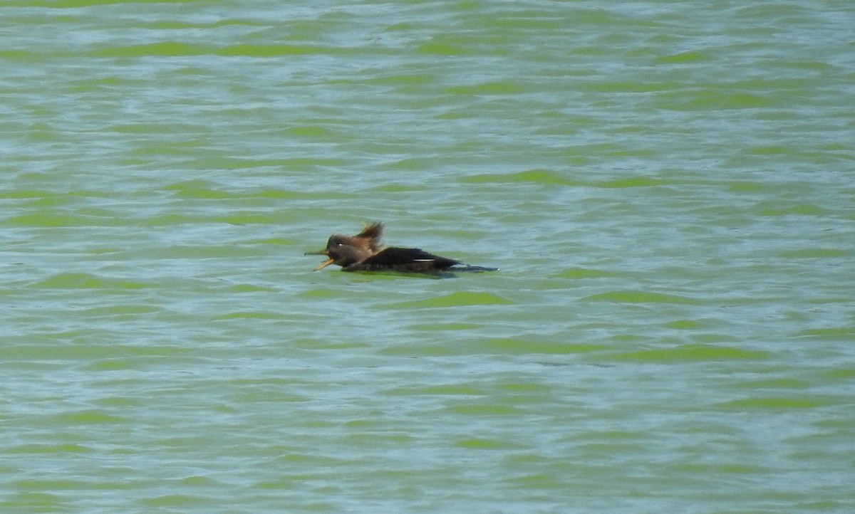 Hooded Merganser - ML299931031