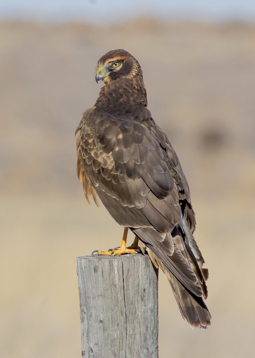 Northern Harrier - ML299931221