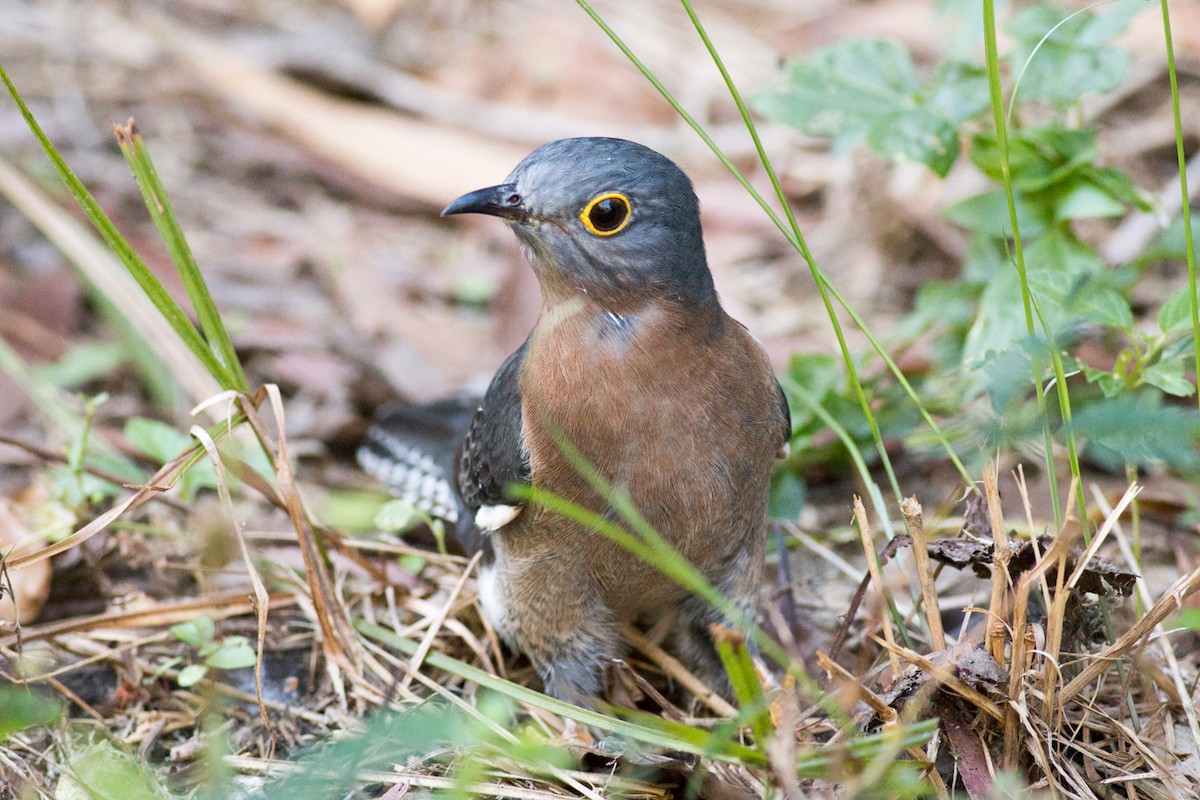 Fan-tailed Cuckoo - ML29993141