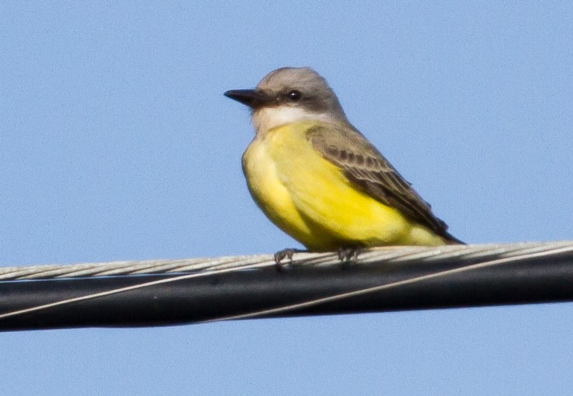 Tropical Kingbird - ML299933381