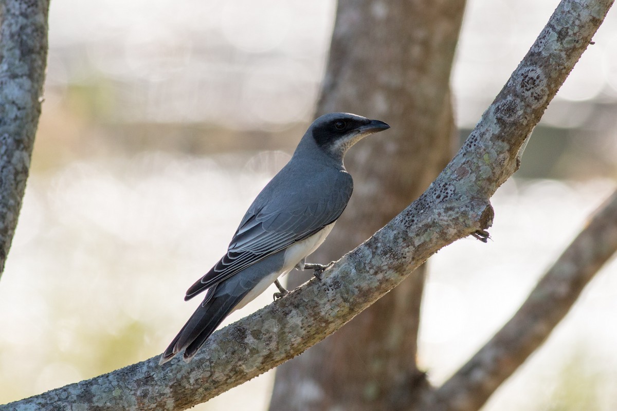 Black-faced Cuckooshrike - ML29993381