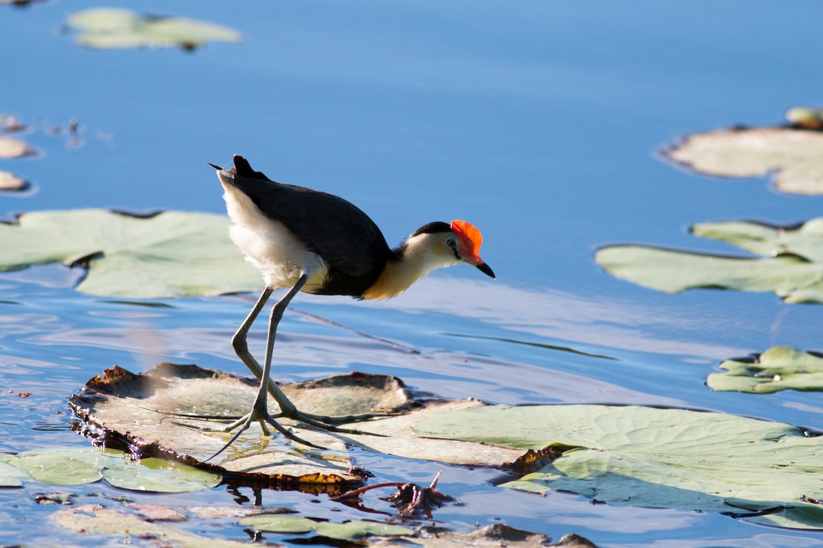 Comb-crested Jacana - Sebastian Maderak