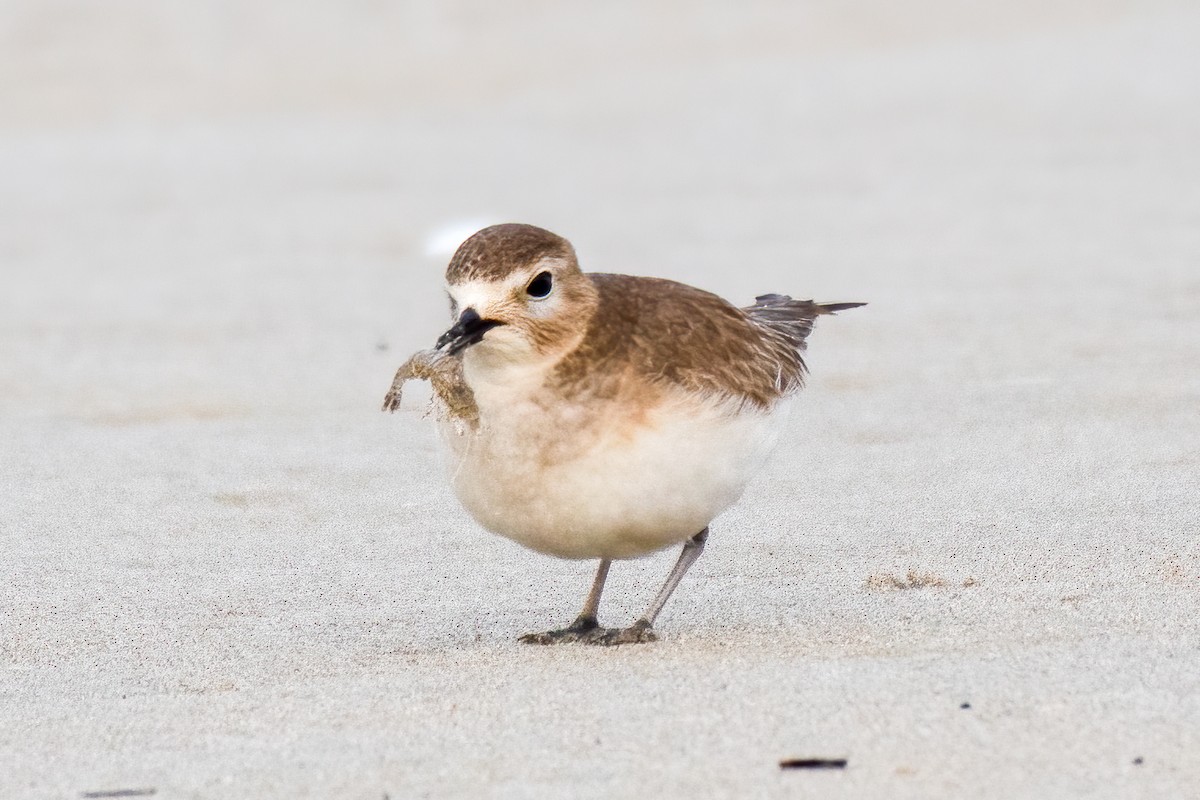 Mountain Plover - Gerry Meenaghan