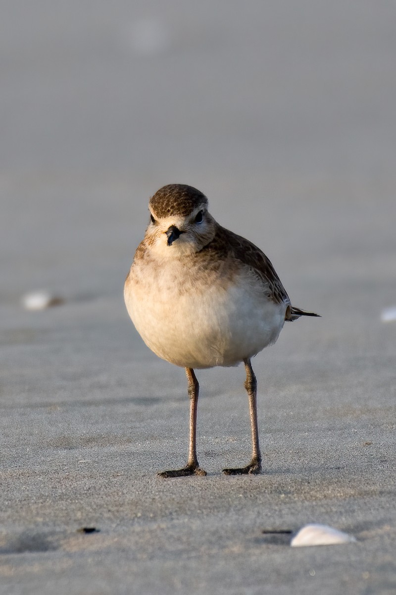 Mountain Plover - ML299938441