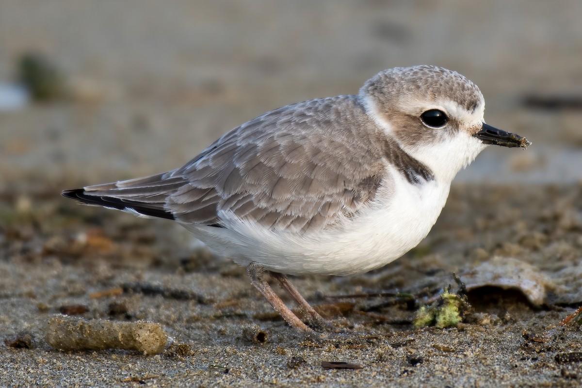 Snowy Plover - ML299938541