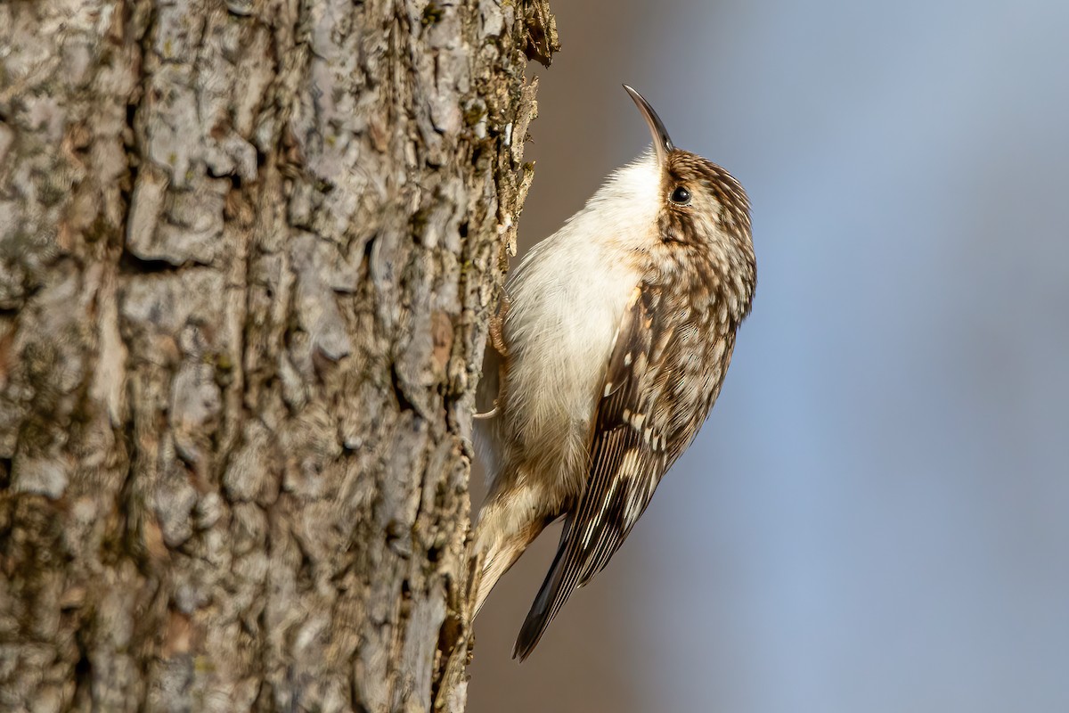 Brown Creeper - ML299942451