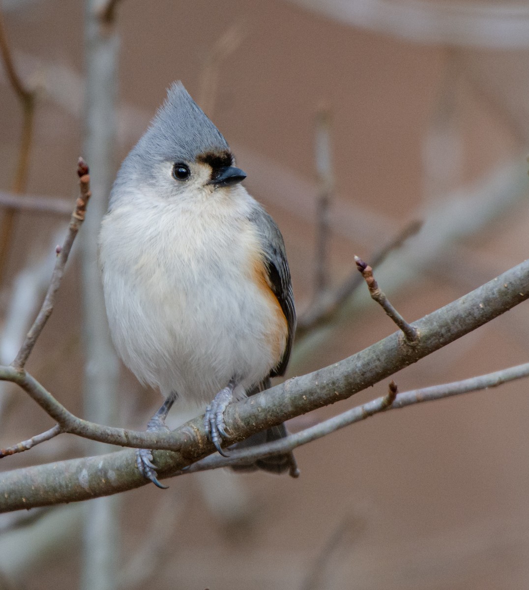 Tufted Titmouse - ML299944371