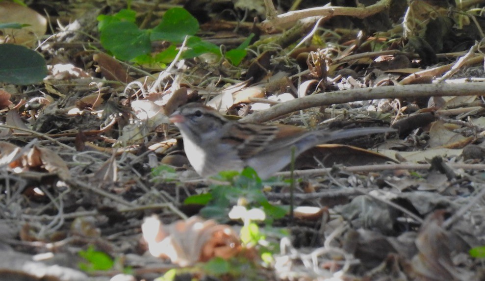 Chipping Sparrow - ML299944401