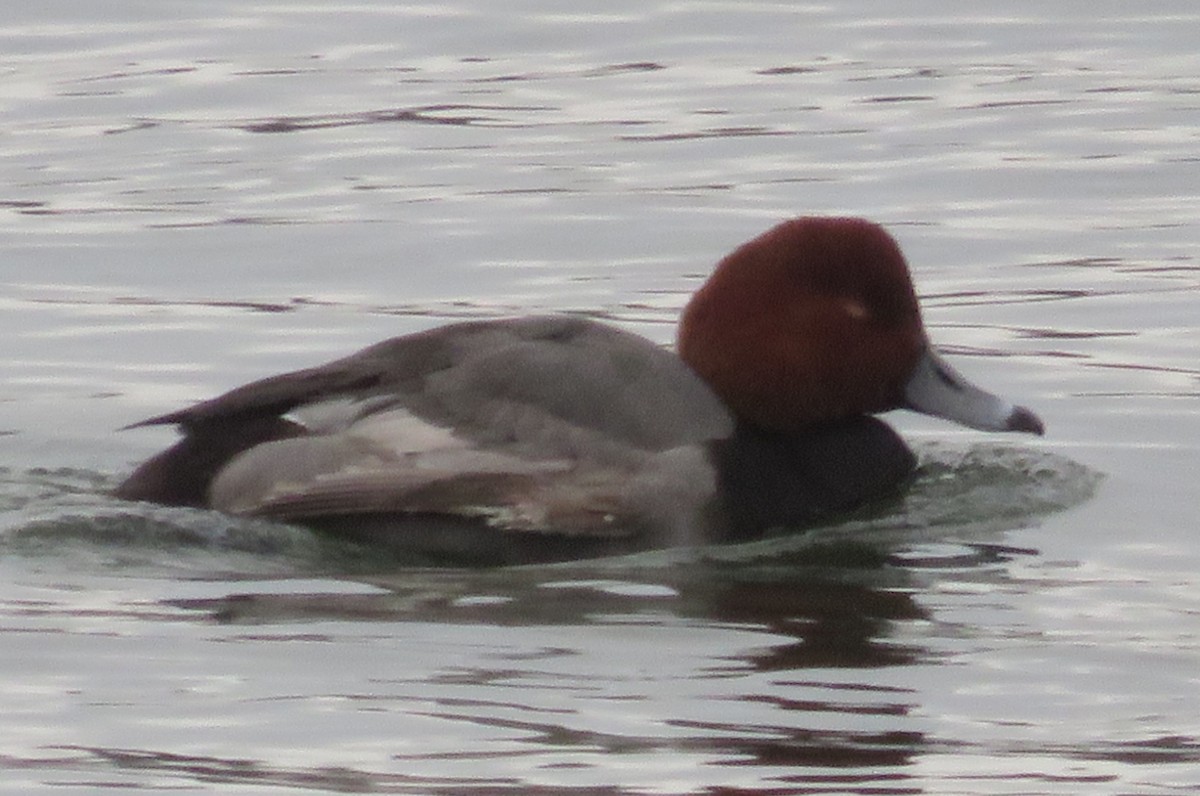 Redhead - ML299946931