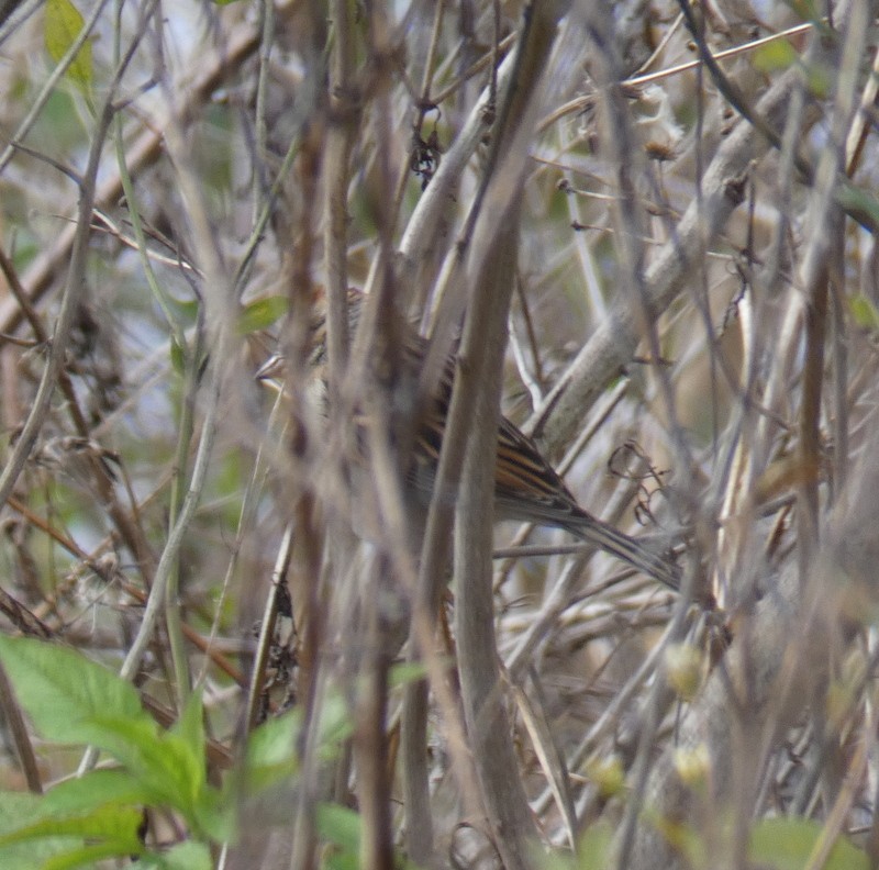 Chipping Sparrow - ML299951771