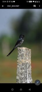 Drongo à ventre blanc - ML299952611