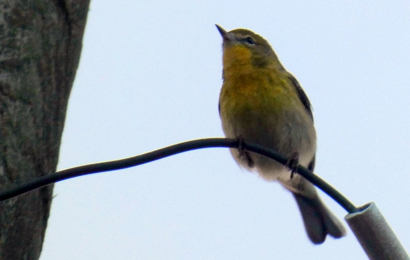 Pine Warbler - ML299952721