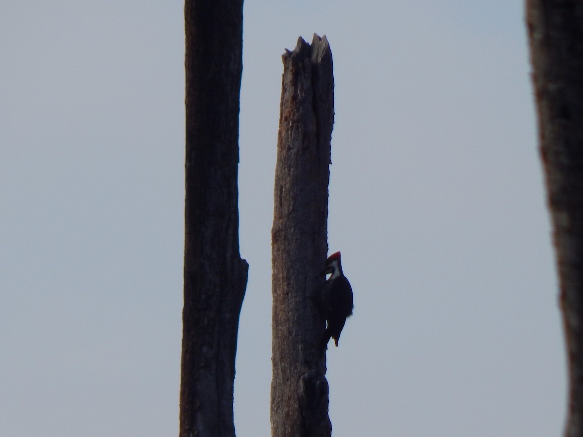 Pileated Woodpecker - ML299953791