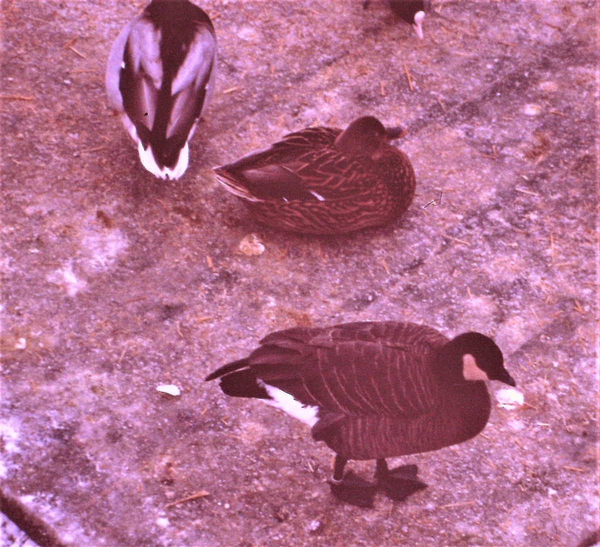 Cackling Goose (minima) - Ruben Sven Eric Swanqvist