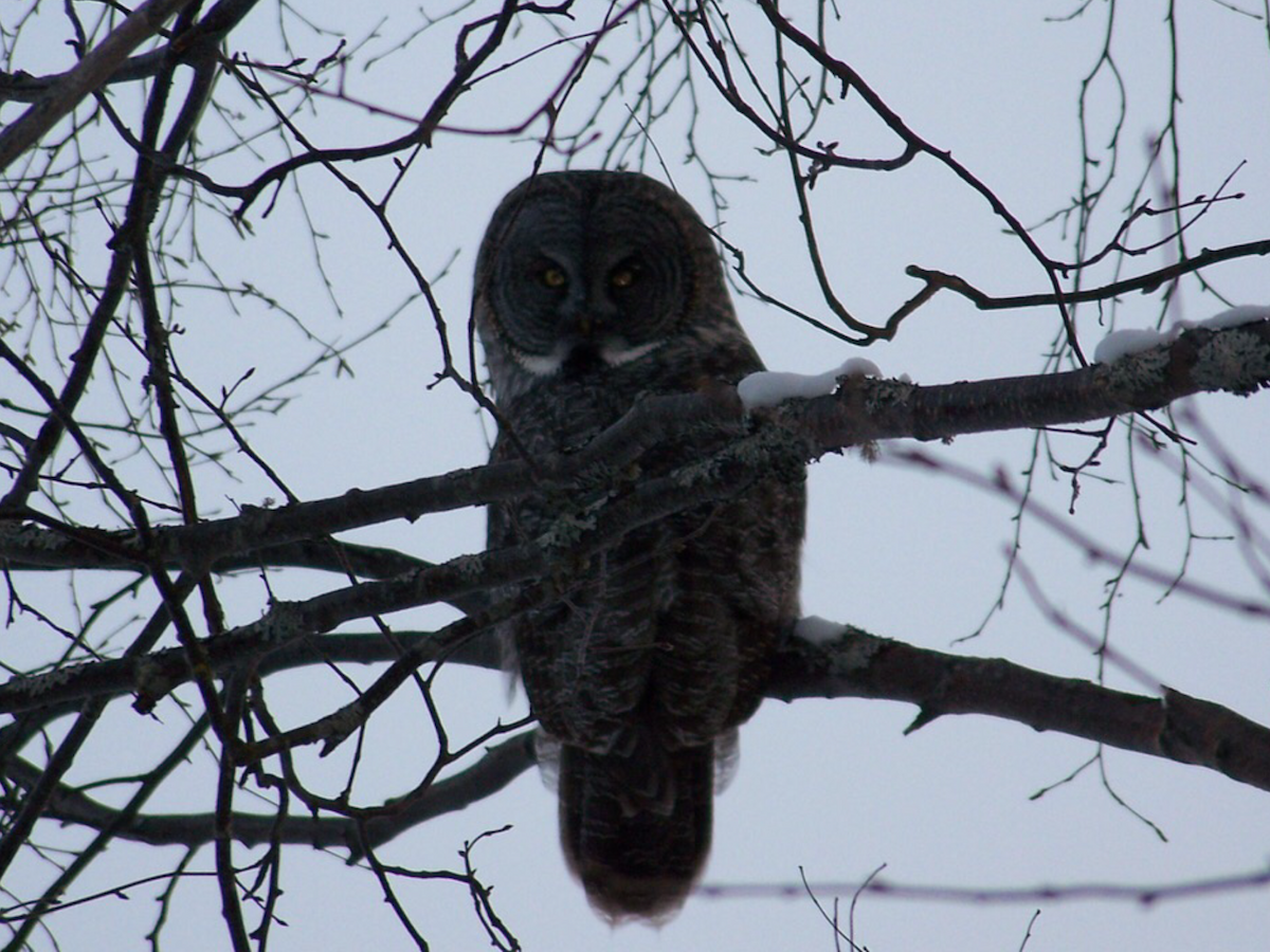 Great Gray Owl - ML299956631