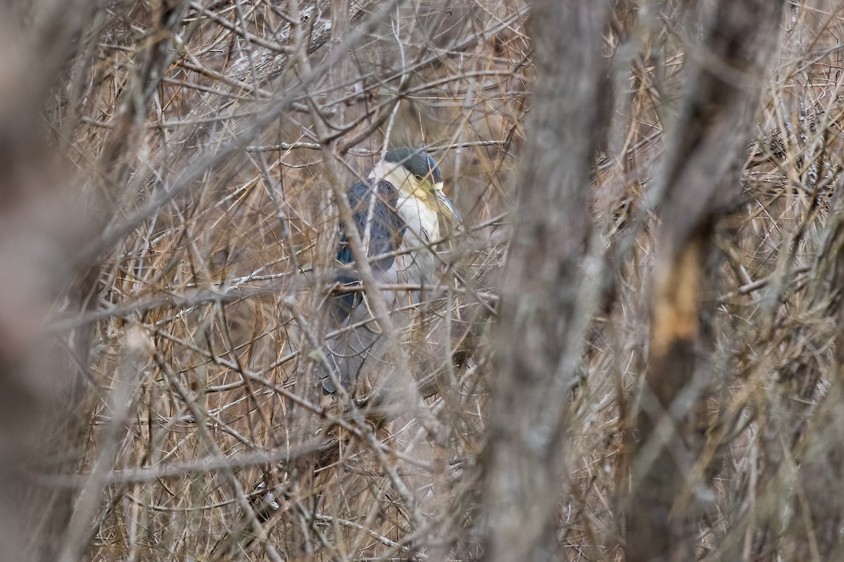 Black-crowned Night Heron - ML299956701