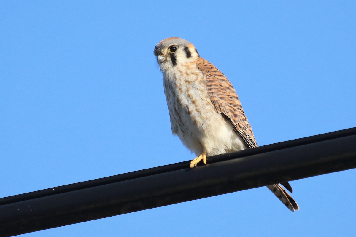 American Kestrel - ML299958311