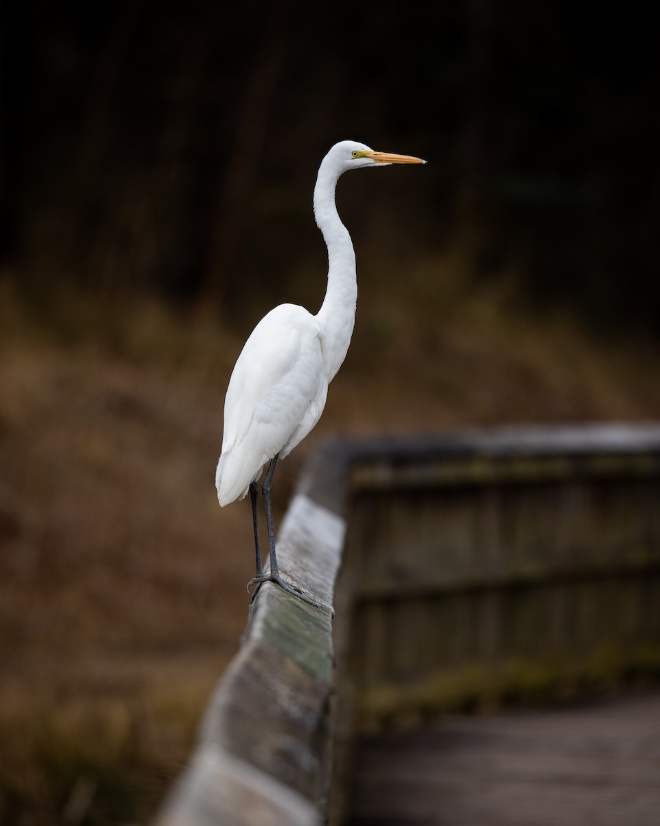 Great Egret - Michael Fogleman