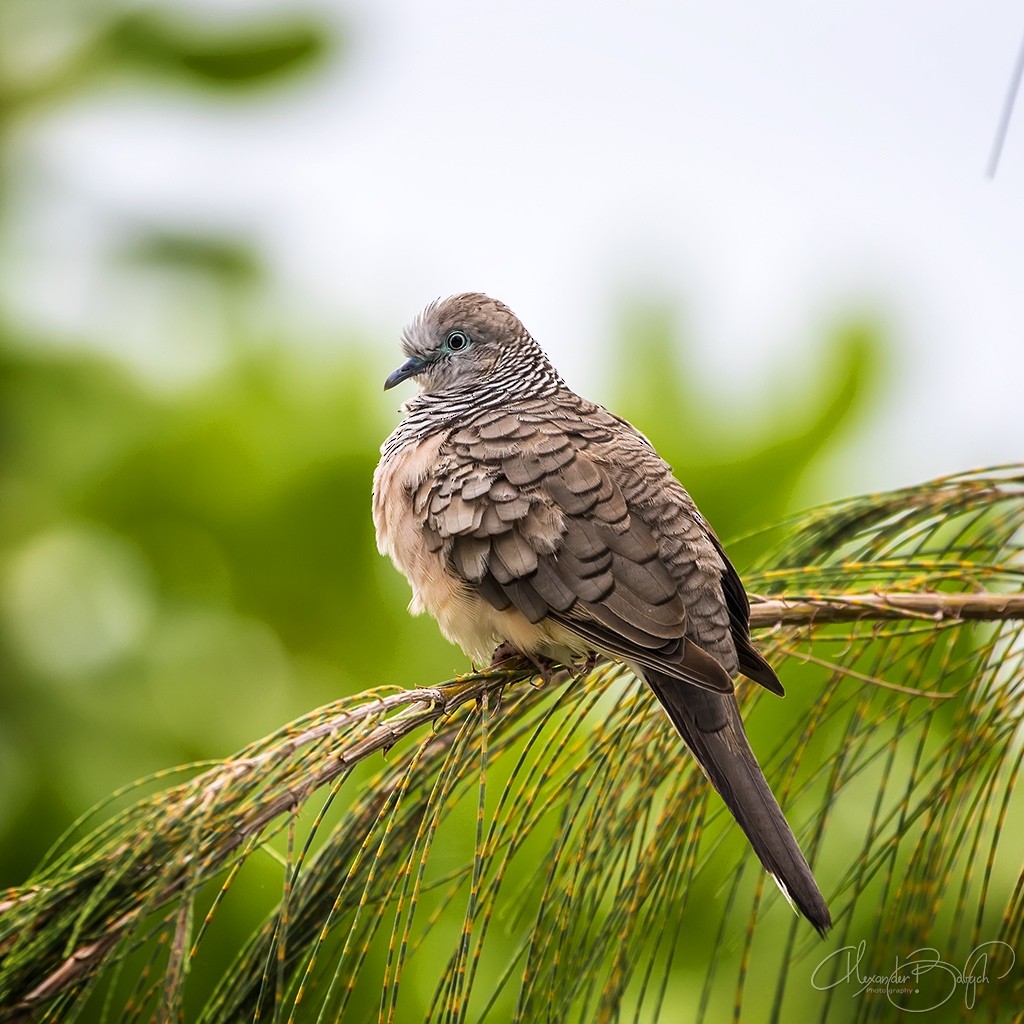 Peaceful Dove - ML299958841