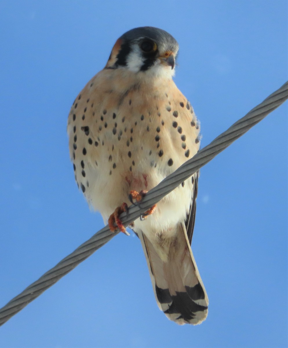 American Kestrel - David English