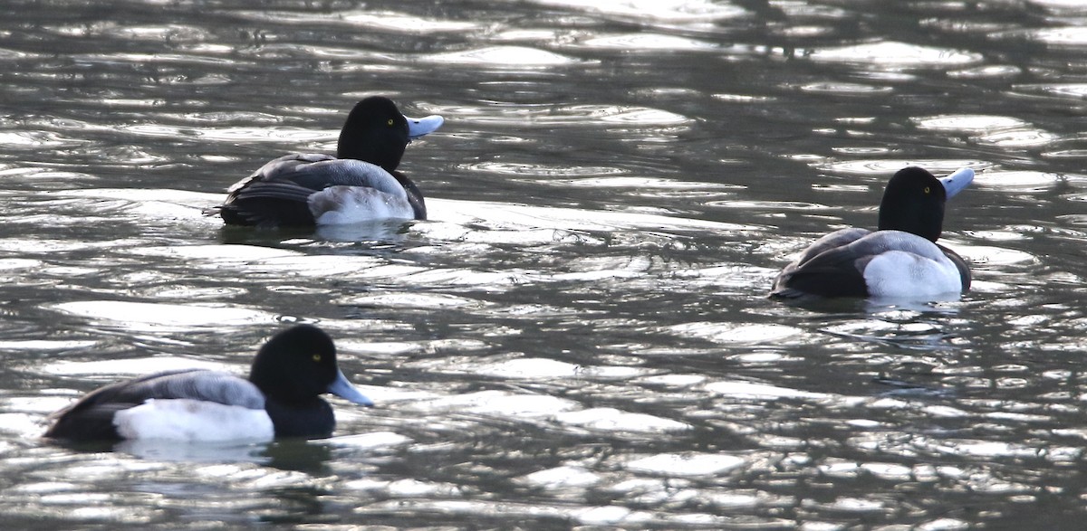 Greater Scaup - ML299959811