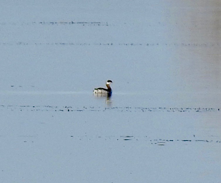 Horned Grebe - ML299964321