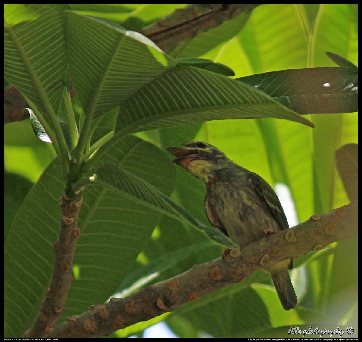 Kupferschmied-Bartvogel - ML29996501