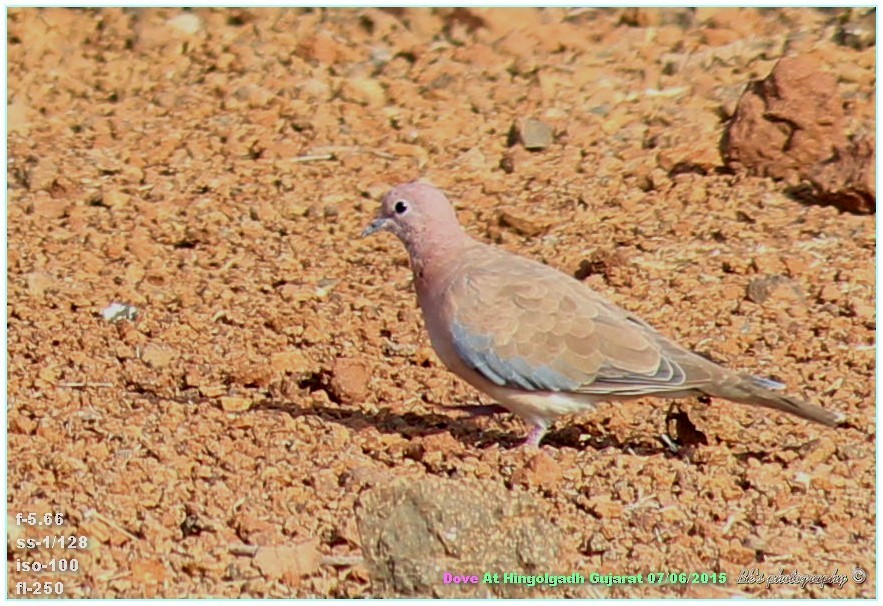 צוצלת - ML29996531