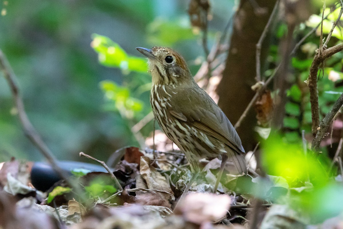 Watkins's Antpitta - ML299965351