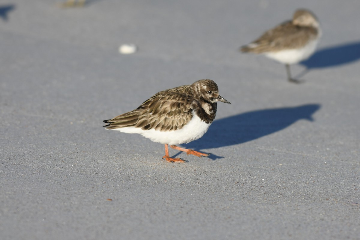 Ruddy Turnstone - ML299965521