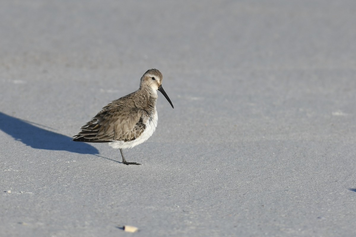 Dunlin - ML299965561