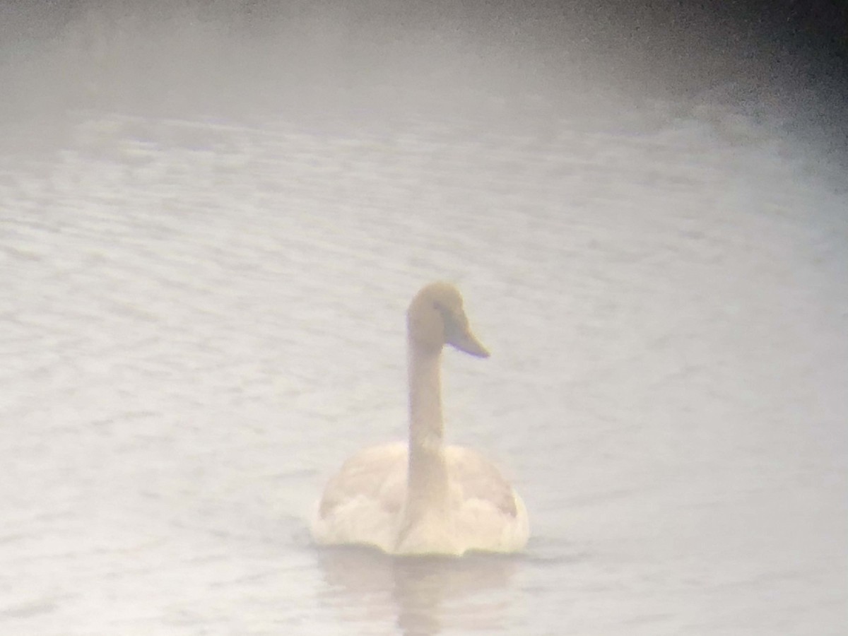 Trumpeter Swan - ML299965941