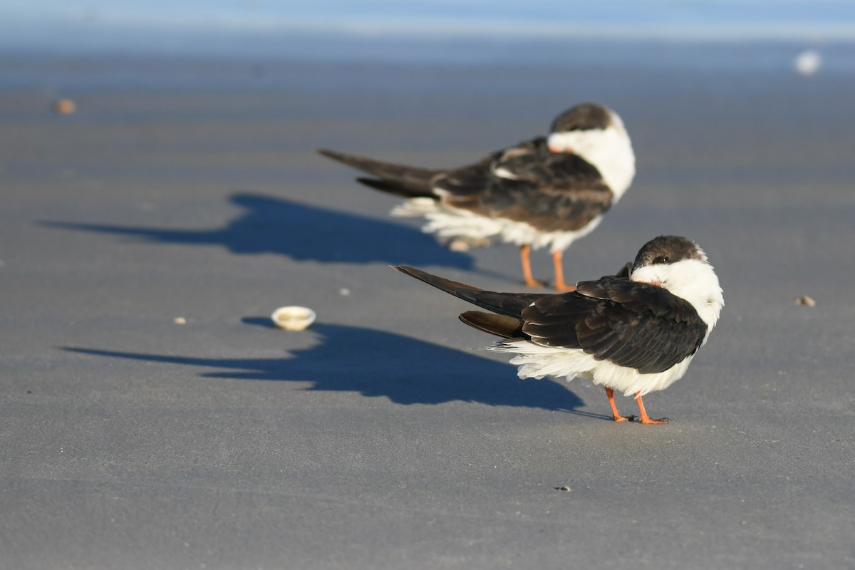 Black Skimmer - ML299966061