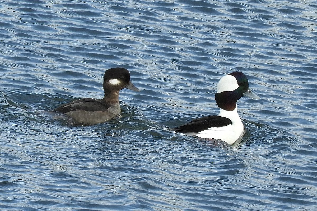 Bufflehead - Sandi Keereweer