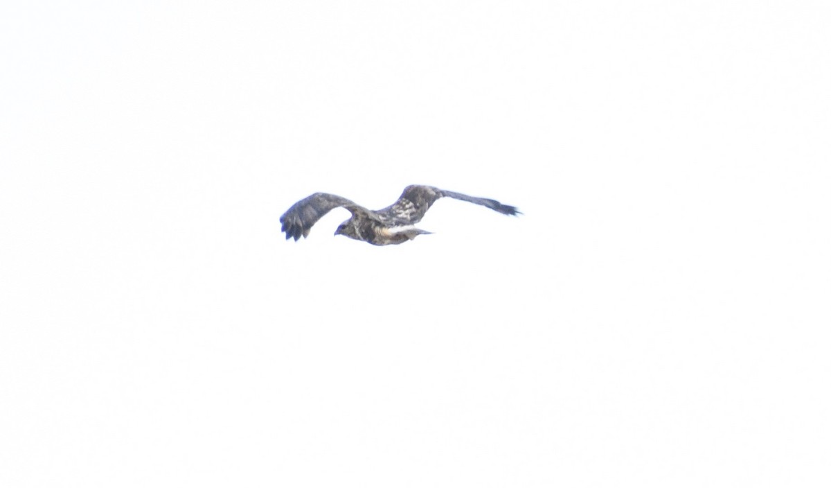 Rough-legged Hawk - Eli Anderson