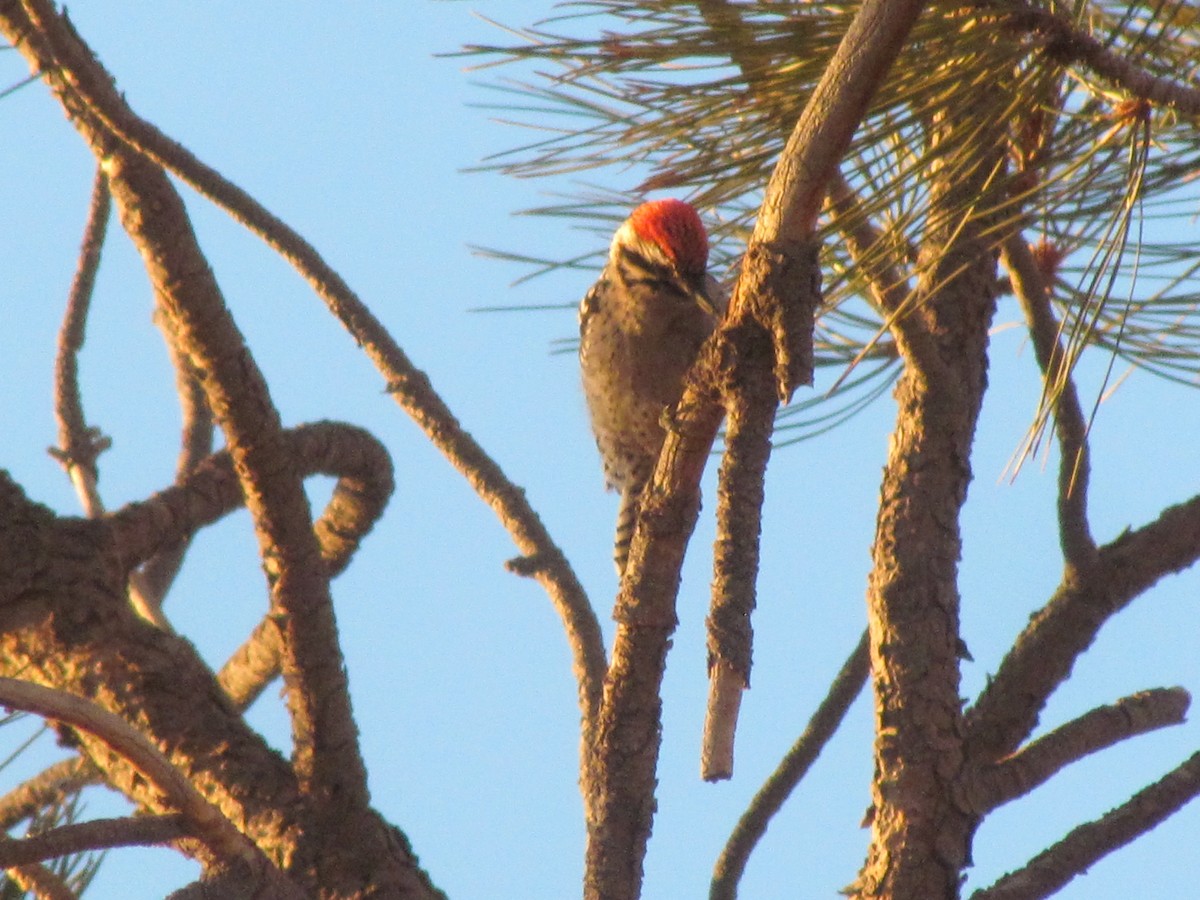 Ladder-backed Woodpecker - ML299970781