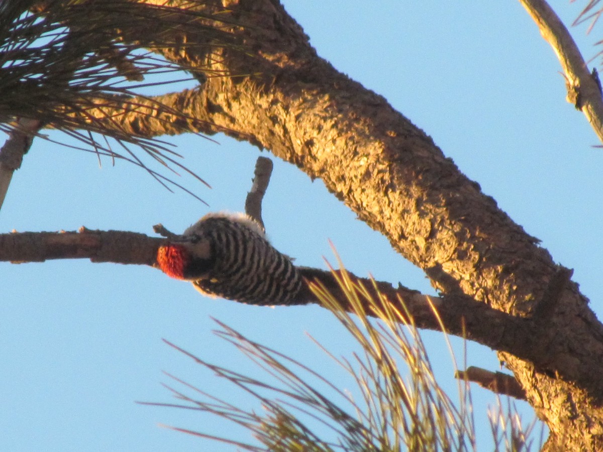 Ladder-backed Woodpecker - ML299970801
