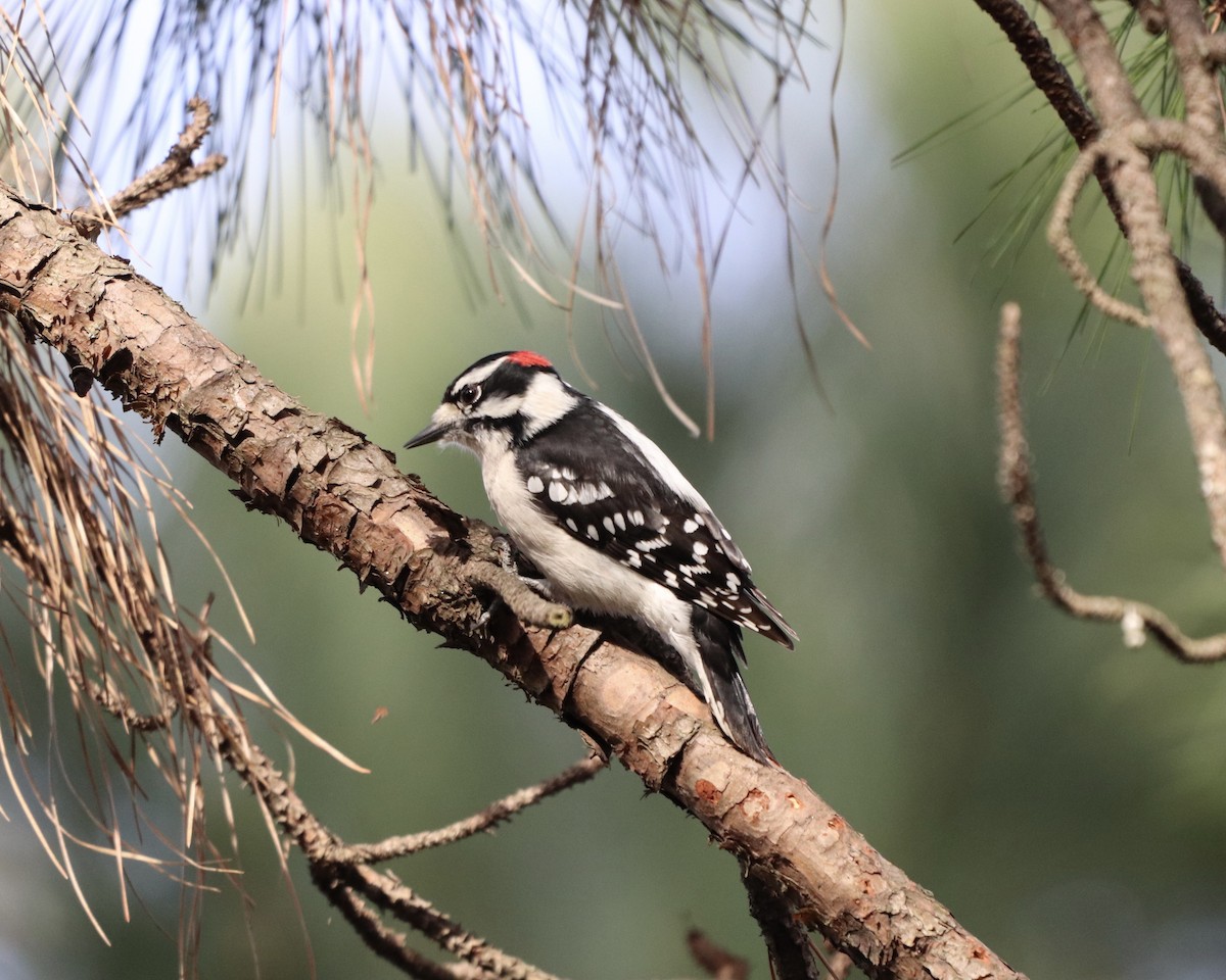 Downy Woodpecker - ML299971941