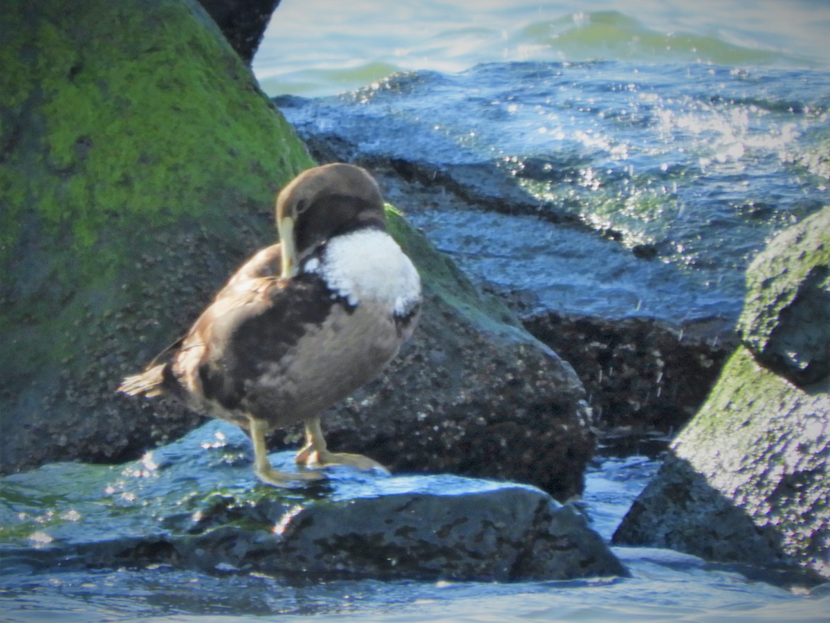 Common Eider - ML299972491