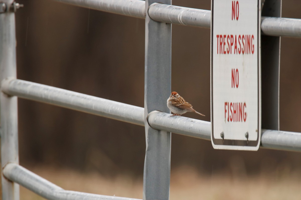 Chipping Sparrow - ML299972771