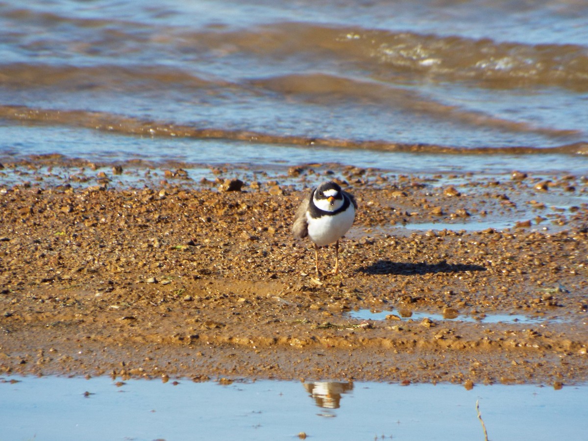 Semipalmated Plover - ML29997301