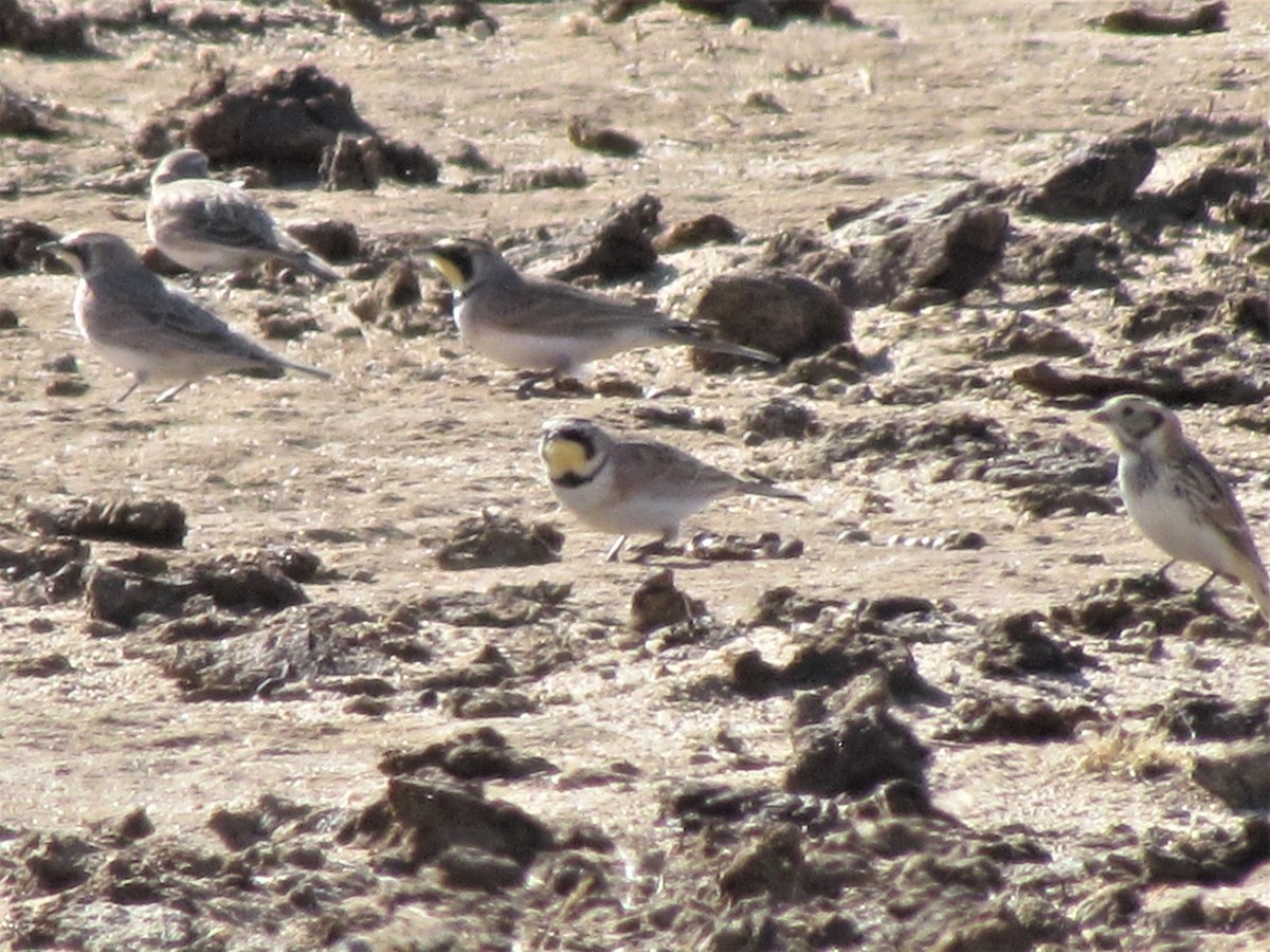 Lapland Longspur - ML299973311