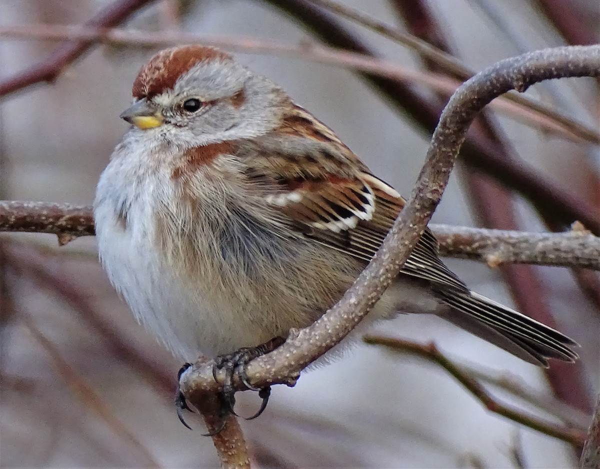 American Tree Sparrow - ML299974341