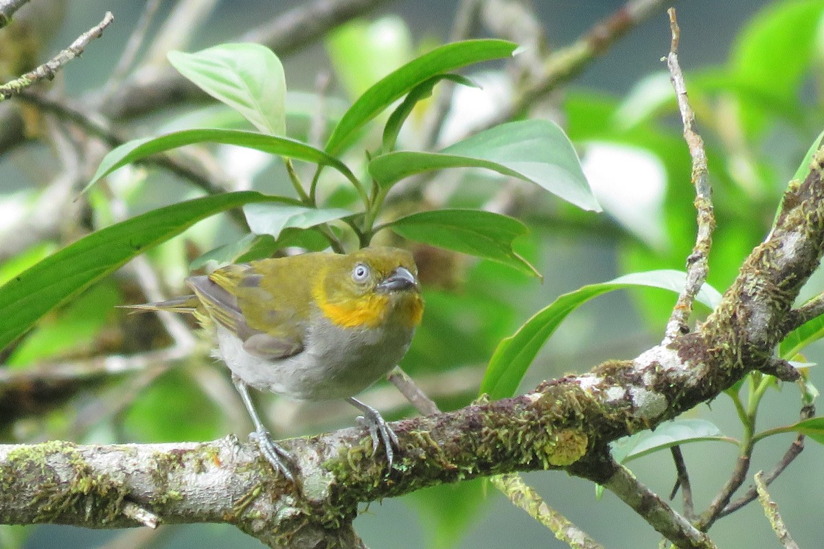 Short-billed Chlorospingus - ML29997471