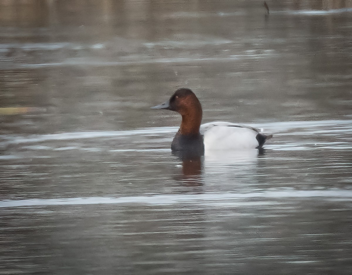 Canvasback - Roger Windemuth