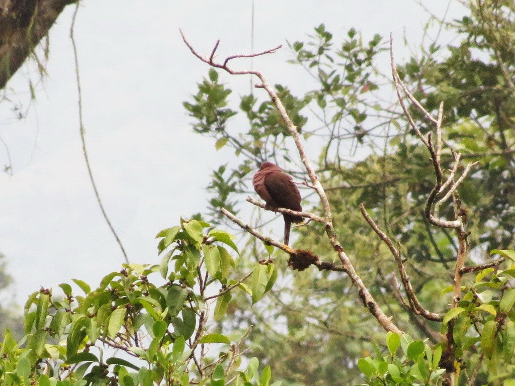 Paloma Vinosa (grupo purpureotincta) - ML29997651