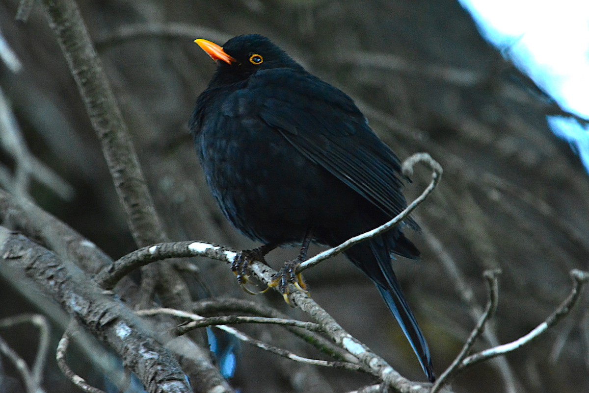 Eurasian Blackbird - ML299977131